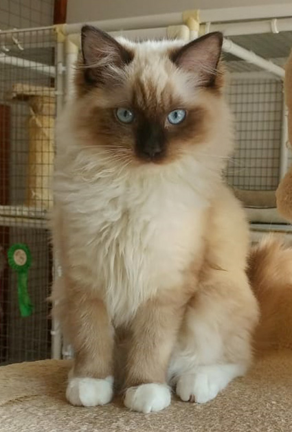 Femmina seal point mitted